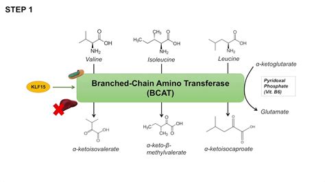 Are Branched-Chain Amino Acids Good for Us?