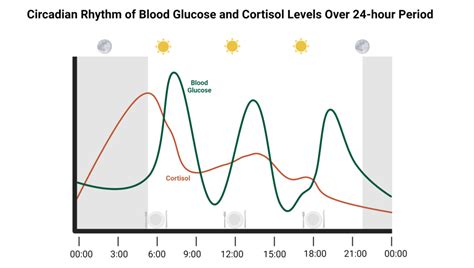 Circadian Rhythms and Our Blood Sugar Levels