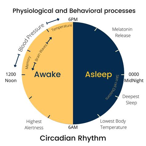 Circadian Rhythms and Our Health and Weight