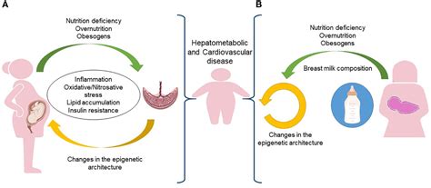 Epigenetics and Obesity