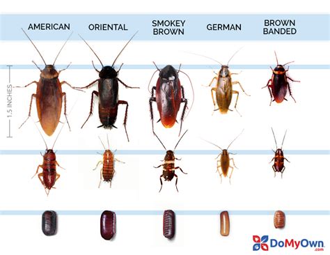 Complete Guide to La Cucaracha: The Cockroach