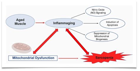 How Inflammation and Mitochondrial Dysfunction Influence Muscle Loss