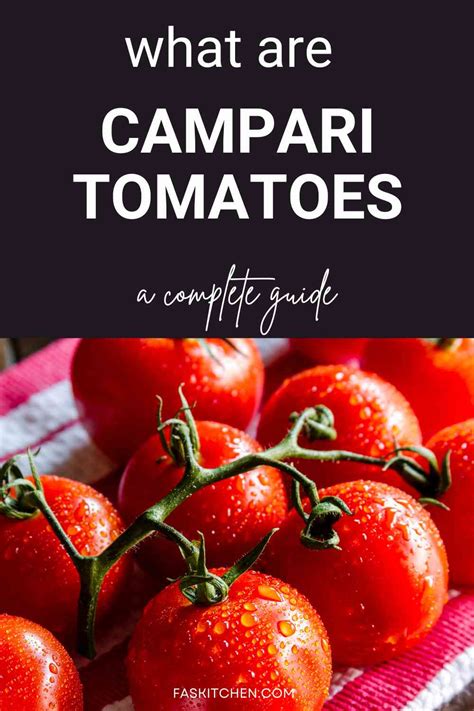 How do I choose and store Campari tomatoes?