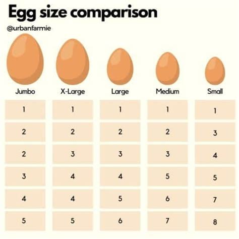 How does 1 Large Egg fit into your Daily Goals - calories, carbs, nutrition