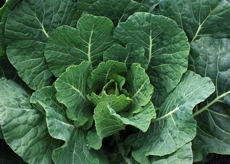 How does 150 Collards fit into your Daily Goals - calories, carbs, nutrition