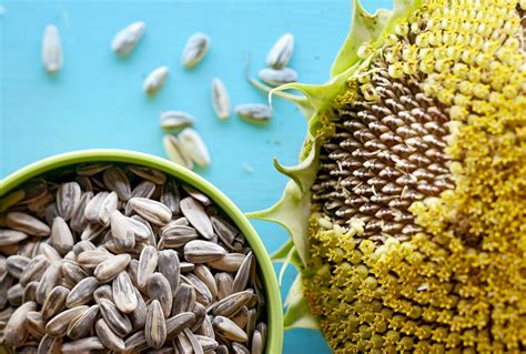 How does Accompaniment - Sunflower Seeds fit into your Daily Goals - calories, carbs, nutrition