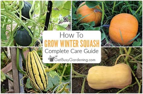 How does Acorn Squash, Fresh fit into your Daily Goals - calories, carbs, nutrition