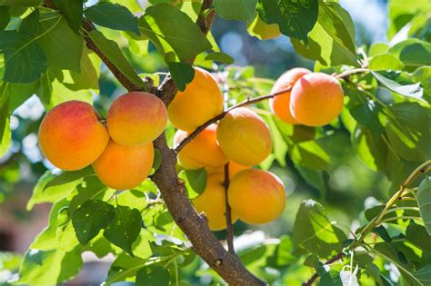 How does Apricot & Almond Tart fit into your Daily Goals - calories, carbs, nutrition