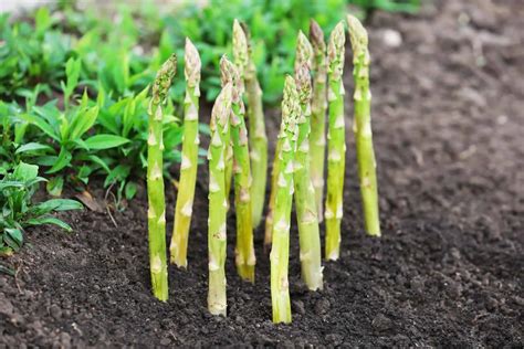 How does Asparagus & Citrus Salad fit into your Daily Goals - calories, carbs, nutrition