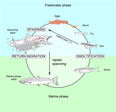 How does Atlantic Salmon fit into your Daily Goals - calories, carbs, nutrition