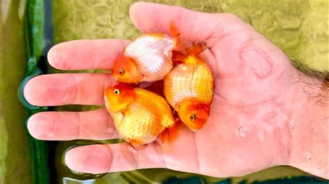 How does Baby Goldfish fit into your Daily Goals - calories, carbs, nutrition