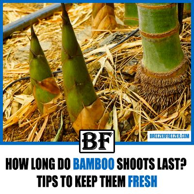 How does Bamboo Shoots (62341.2) fit into your Daily Goals - calories, carbs, nutrition