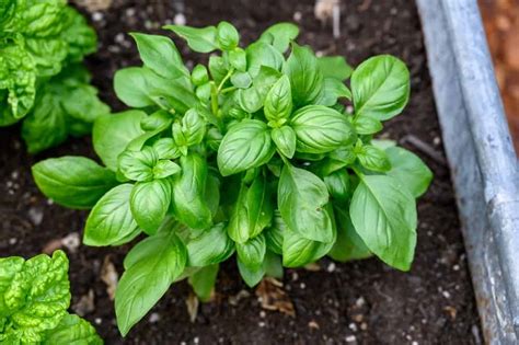 How does Basil & Chive Chicken Breast fit into your Daily Goals - calories, carbs, nutrition