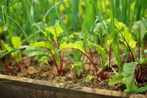 How does Beetroot & Swiss Chard Salad fit into your Daily Goals - calories, carbs, nutrition
