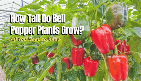 How does Bell Peppers fit into your Daily Goals - calories, carbs, nutrition