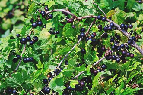 How does Black Currant Walnut fit into your Daily Goals - calories, carbs, nutrition