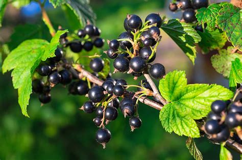 How does Blackcurrant & Raspberry Bar fit into your Daily Goals - calories, carbs, nutrition