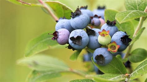 How does Bluberries & Cream Instant Oatmeal fit into your Daily Goals - calories, carbs, nutrition