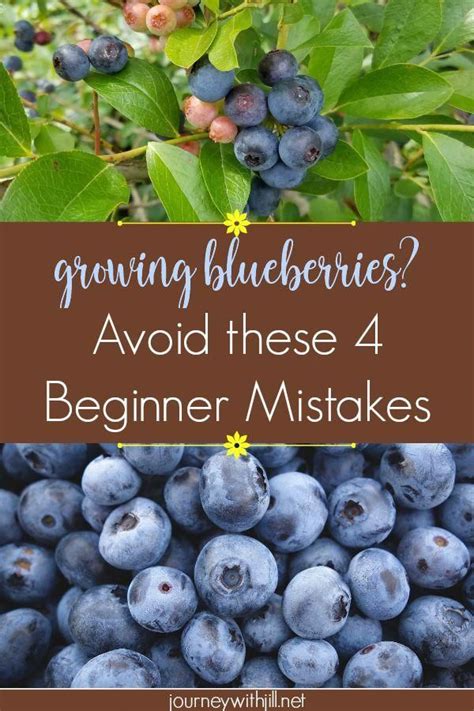 How does Blueberries & Creme Frappuccino Blended Creme - Venti - With Whipped Cream fit into your Daily Goals - calories, carbs, nutrition