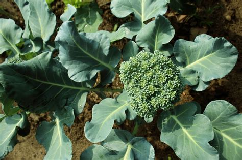 How does Broccoli, Cauliflower & Carrots fit into your Daily Goals - calories, carbs, nutrition