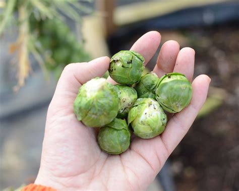 How does Brussel Sprout & Citrus Salad (Mindful) fit into your Daily Goals - calories, carbs, nutrition