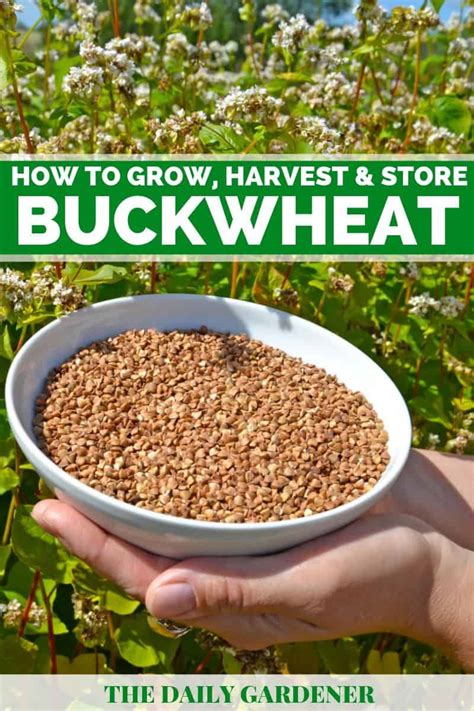 How does Buckwheat fit into your Daily Goals - calories, carbs, nutrition