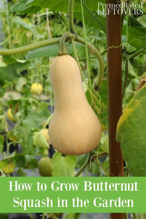 How does Butternut Squash & Sweet Potato Soup fit into your Daily Goals - calories, carbs, nutrition