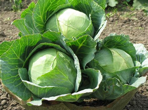 How does Cabbage & Jicama Cilantro Salad fit into your Daily Goals - calories, carbs, nutrition