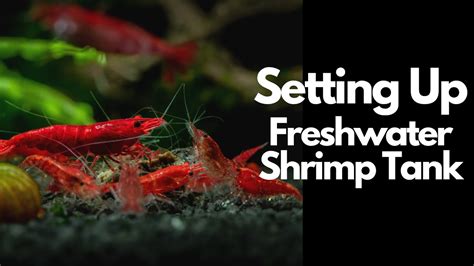How does California Champagne Shrimp fit into your Daily Goals - calories, carbs, nutrition