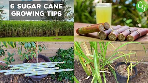 How does Cane Sugar fit into your Daily Goals - calories, carbs, nutrition