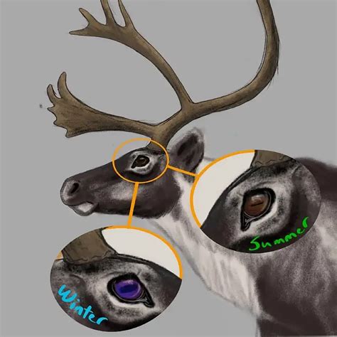 How does Caribou - Eye, raw (Alaska Native) fit into your Daily Goals - calories, carbs, nutrition