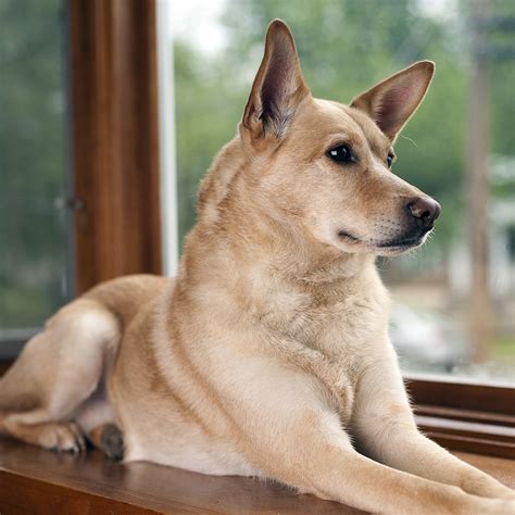 How does Carolina Dog fit into your Daily Goals - calories, carbs, nutrition