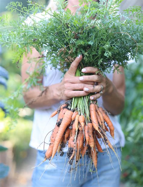 How does Carrot Fresh fit into your Daily Goals - calories, carbs, nutrition