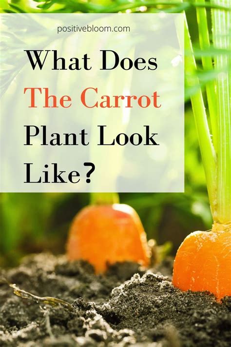 How does Carrot w/Orange & Tarragon Soup fit into your Daily Goals - calories, carbs, nutrition