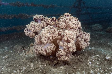 How does Cauliflower Coral fit into your Daily Goals - calories, carbs, nutrition