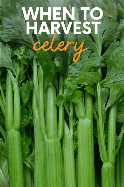 How does Celery & Carrots FF Ranch-lg fit into your Daily Goals - calories, carbs, nutrition