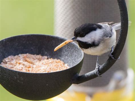 How does Cheddar Chickadees fit into your Daily Goals - calories, carbs, nutrition