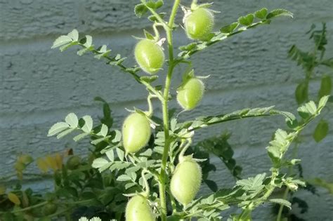 How does Chick Peas fit into your Daily Goals - calories, carbs, nutrition