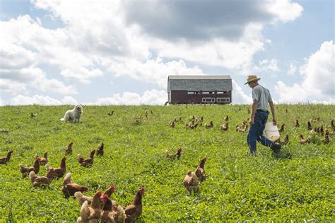 How does Chicken on Field Greens fit into your Daily Goals - calories, carbs, nutrition