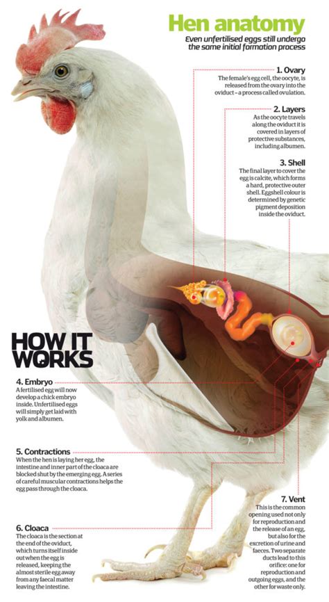 How does Chicken roll, light meat fit into your Daily Goals - calories, carbs, nutrition