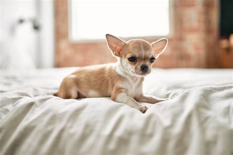 How does Chihuahua Dog fit into your Daily Goals - calories, carbs, nutrition