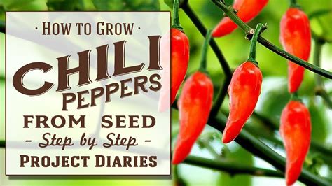 How does Chili & Cornbread Whole Meal fit into your Daily Goals - calories, carbs, nutrition