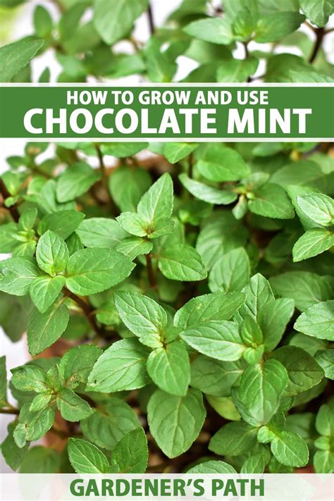 How does Chocolate Mint fit into your Daily Goals - calories, carbs, nutrition