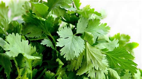 How does Cilantro Leaf 1 tsp fit into your Daily Goals - calories, carbs, nutrition