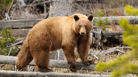 How does Cinnamon Bears fit into your Daily Goals - calories, carbs, nutrition