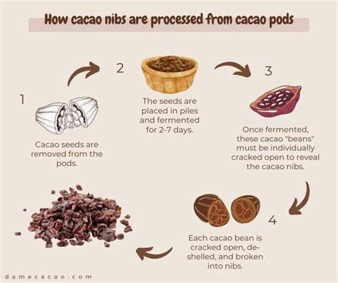 How does Cocoa fit into your Daily Goals - calories, carbs, nutrition