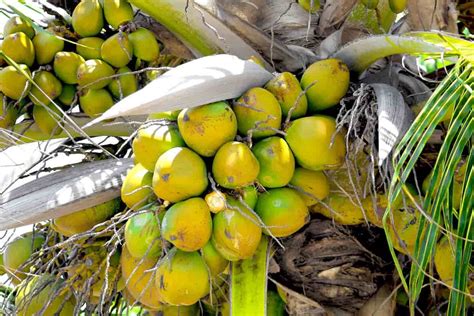 How does Coconut Fruit Squares fit into your Daily Goals - calories, carbs, nutrition