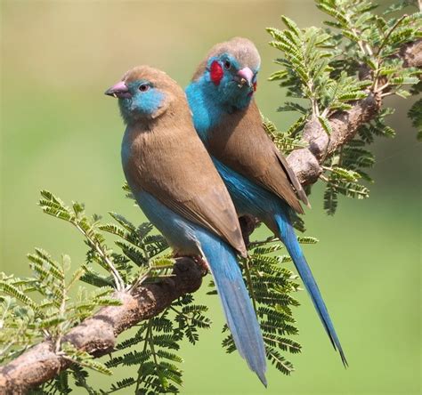 How does Cordon Bleu Bird fit into your Daily Goals - calories, carbs, nutrition