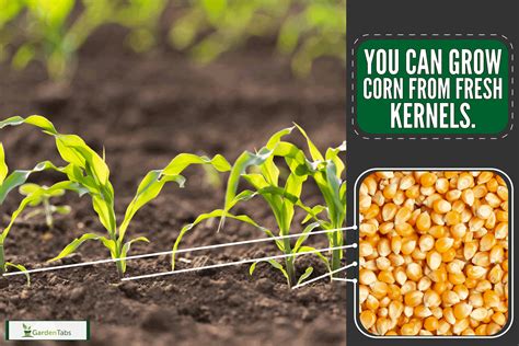 How does Corn, Fresh fit into your Daily Goals - calories, carbs, nutrition