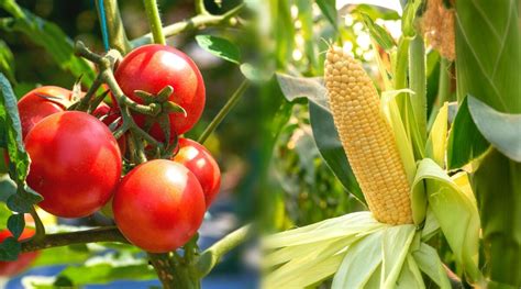 How does Corn, Tomato, & Basil Salad fit into your Daily Goals - calories, carbs, nutrition